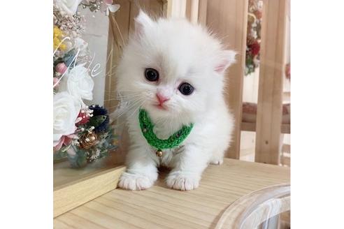 成約済の長野県のミヌエット-27671の3枚目