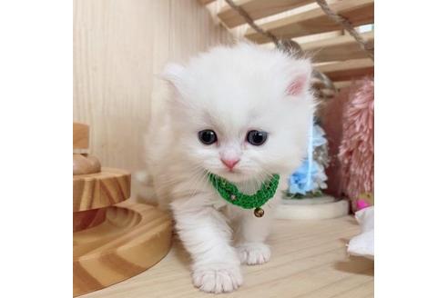 成約済の長野県のミヌエット-27671の4枚目