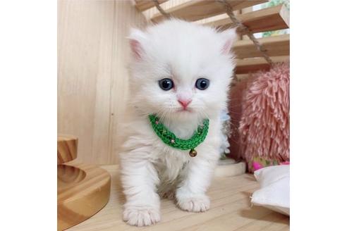 成約済の長野県のミヌエット-27671の5枚目