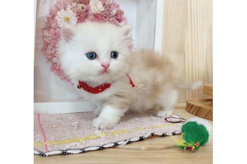 成約済の長野県のミヌエット-27672の2枚目