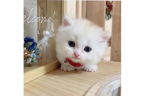 成約済の長野県のミヌエット-27672