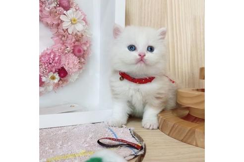 成約済の長野県のミヌエット-27672の5枚目