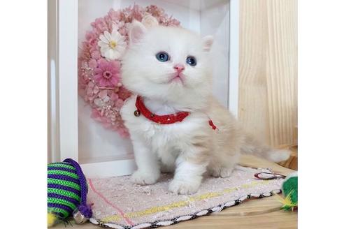 成約済の長野県のミヌエット-27672の3枚目