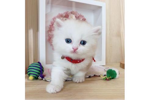 成約済の長野県のミヌエット-27672の4枚目