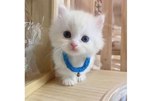 成約済の長野県のミヌエット-27673