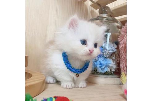 成約済の長野県のミヌエット-27673の2枚目