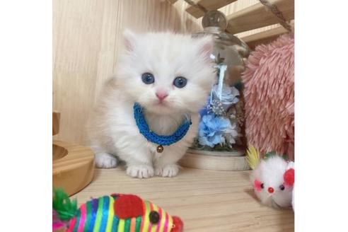 成約済の長野県のミヌエット-27673の5枚目