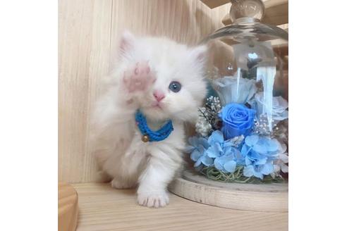 成約済の長野県のミヌエット-27673の4枚目