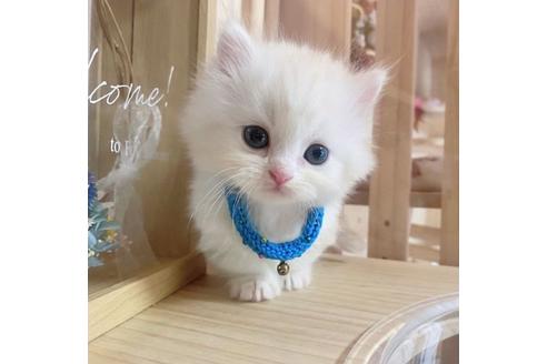 成約済の長野県のミヌエット-27673の3枚目