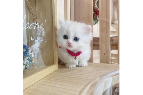 成約済の長野県のミヌエット-27674