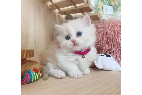 成約済の長野県のミヌエット-27674の3枚目