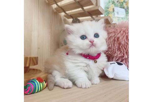 成約済の長野県のミヌエット-27674の4枚目