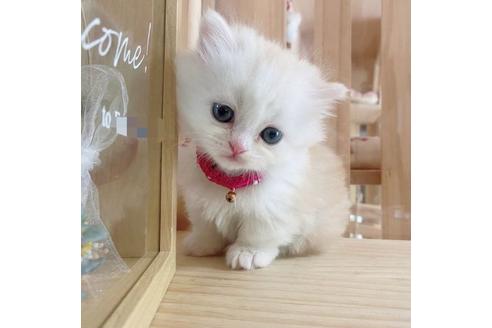 成約済の長野県のミヌエット-27674の5枚目