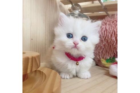 成約済の長野県のミヌエット-27674の2枚目