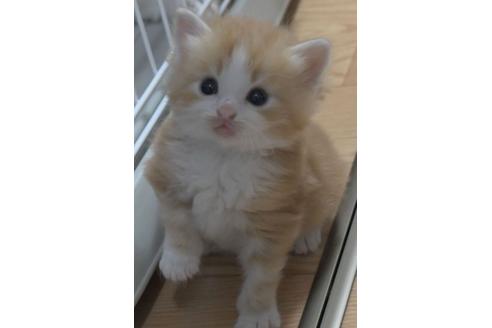 成約済の茨城県のノルウェージャンフォレストキャット-27726の5枚目