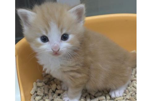 成約済の茨城県のノルウェージャンフォレストキャット-27726の3枚目