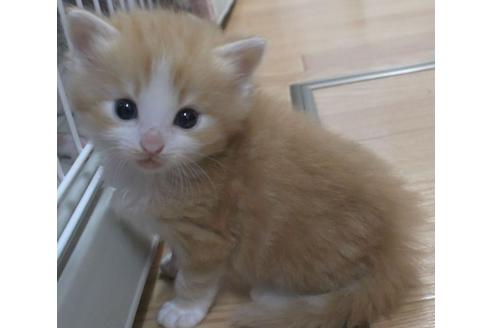 成約済の茨城県のノルウェージャンフォレストキャット-27726の4枚目