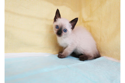 成約済の東京都のラグドール-27745の2枚目