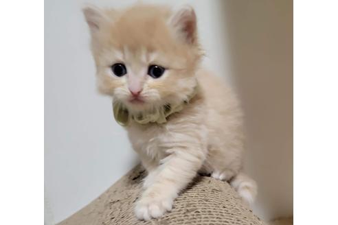 成約済の埼玉県のサイベリアン-27808の1枚目