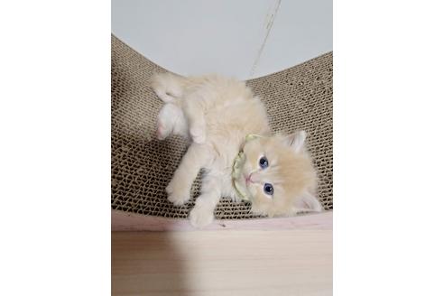 成約済の埼玉県のサイベリアン-27808の5枚目