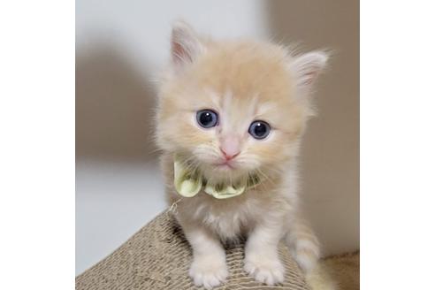 成約済の埼玉県のサイベリアン-27808の4枚目