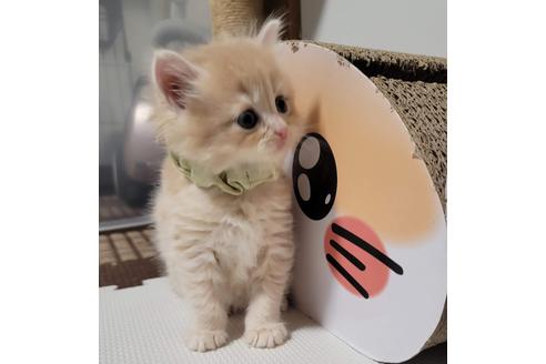 成約済の埼玉県のサイベリアン-27808の3枚目