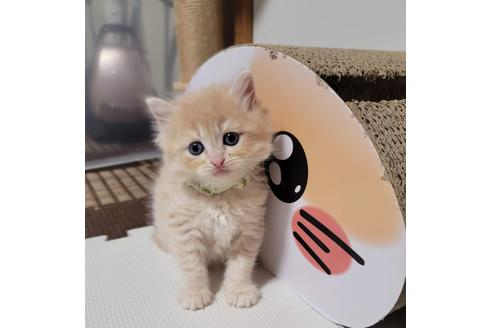 成約済の埼玉県のサイベリアン-27808の2枚目