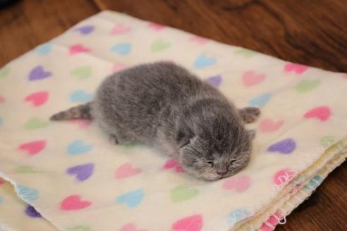 成約済の大阪府のブリティッシュショートヘア-27811の13枚目
