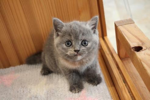 成約済の大阪府のブリティッシュショートヘア-27811の8枚目