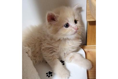 成約済の埼玉県のサイベリアン-27496の1枚目