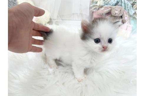 成約済の大阪府のマンチカン-27596の1枚目