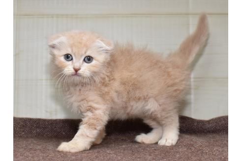 成約済の愛知県のスコティッシュフォールド-27951の1枚目