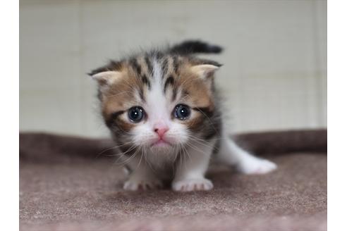 成約済の愛知県のスコティッシュフォールド-27961の1枚目