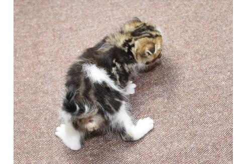 成約済の愛知県のスコティッシュフォールド-27961の4枚目