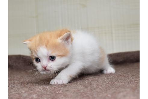 成約済の愛知県のスコティッシュフォールド-27962の3枚目