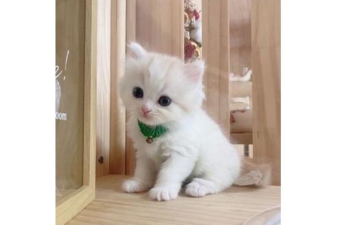 成約済の長野県のミヌエット-28045の2枚目