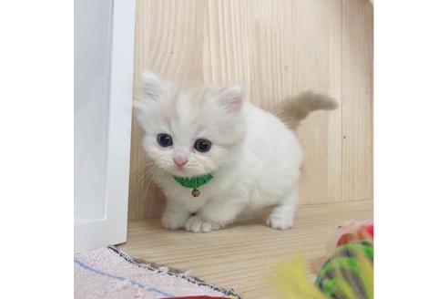 成約済の長野県のミヌエット-28045の3枚目