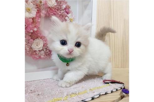 成約済の長野県のミヌエット-28045