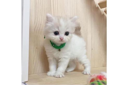 成約済の長野県のミヌエット-28045の4枚目