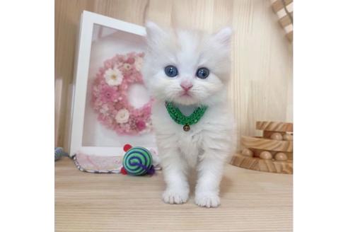 成約済の長野県のミヌエット-28045の5枚目