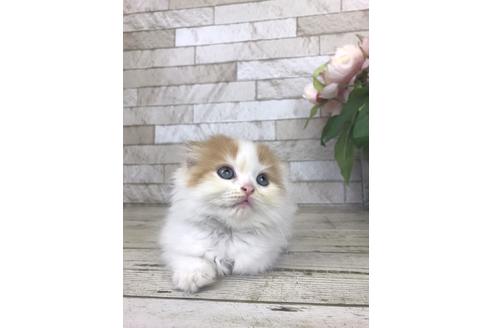 成約済の滋賀県のスコティッシュフォールド-27908の3枚目
