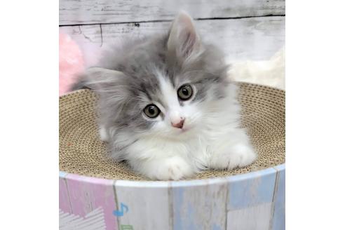 成約済の埼玉県のサイベリアン-27493の1枚目