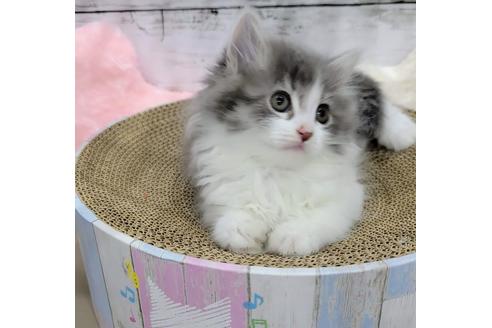 成約済の埼玉県のサイベリアン-27493の2枚目