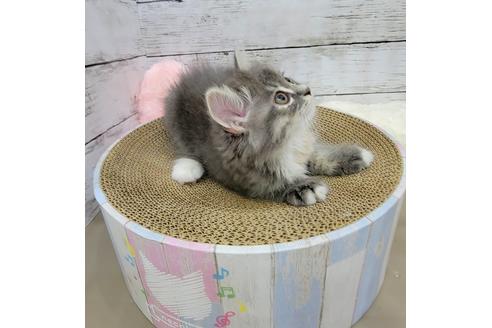 成約済の埼玉県のサイベリアン-27492の2枚目