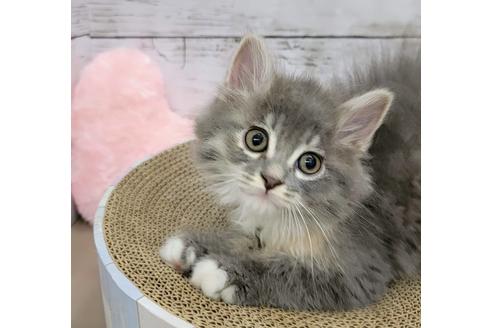 成約済の埼玉県のサイベリアン-27492の1枚目