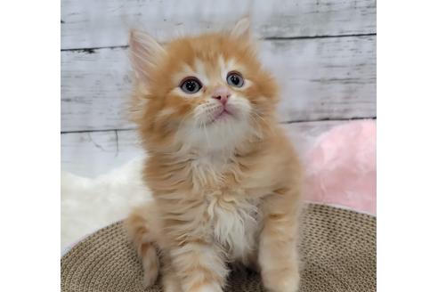 成約済の埼玉県のサイベリアン-27497の1枚目