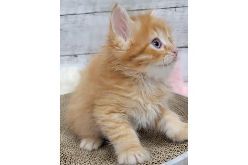 成約済の埼玉県のサイベリアン-27497の2枚目