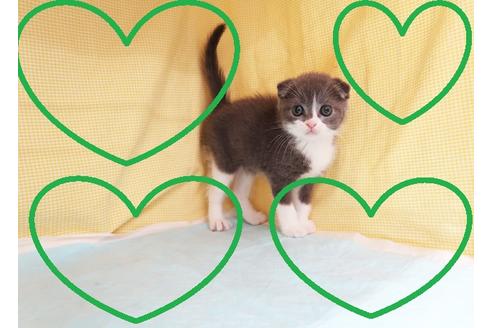 成約済の東京都のスコティッシュフォールド-28204