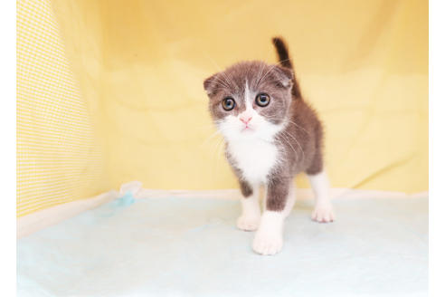 成約済の東京都のスコティッシュフォールド-28204の2枚目