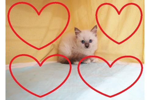 成約済の東京都のラグドール-28205の1枚目